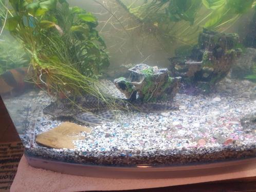 Pleco géant  à vendre !, Animaux & Accessoires, Poissons | Poissons d'aquarium