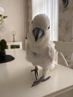 Zee tamme en pratende papegaai Lola, Dieren en Toebehoren, Vogels | Parkieten en Papegaaien, Mannelijk, Papegaai, Pratend