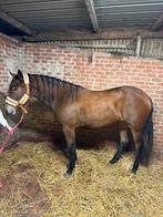 Jonge quarter mix merrie 1,5jaar, Dieren en Toebehoren, Merrie, Onbeleerd