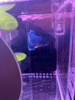 Betta mannekes te verkrijgen rode en blauwe rosetail, Zoetwatervis