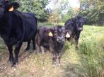Dahomey stiertje, Dieren en Toebehoren, Runderen, Mannelijk, 0 tot 2 jaar
