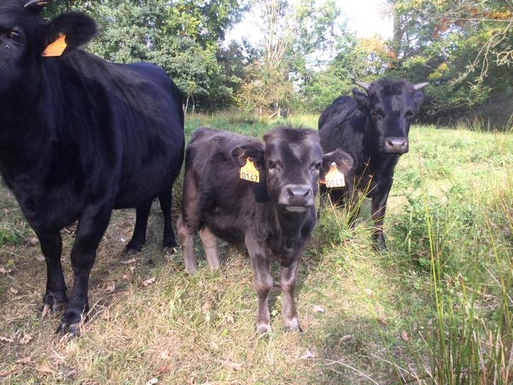 Dahomey stiertje, Dieren en Toebehoren, Runderen, Mannelijk, 0 tot 2 jaar