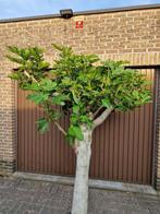 Vijgenboom in pot., Ophalen, In pot