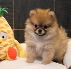 Pomeriaan pups, Dieren en Toebehoren, Parvo, België, Keeshond, 8 tot 15 weken