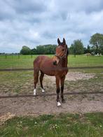 Don't touch jaarling hengst, Dieren en Toebehoren, Paarden, Merrie, Ontwormd