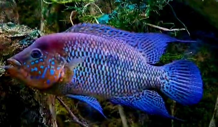 Kronoheros Umbriferus Umbi cichliden, Dieren en Toebehoren, Vissen | Aquariumvissen, Zoetwatervis, Vis