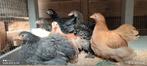 Cochin kriel, Dieren en Toebehoren, Pluimvee