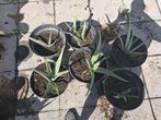 Aloë vera plant, Tuin en Terras, Planten | Tuinplanten, Ophalen