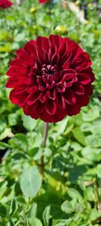 Dahlia knollen, Verzenden, Voorjaar, Halfschaduw, Knol