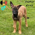 Zephyr Mechelse Herder pup (Belgisch), België, CDV (hondenziekte), 8 tot 15 weken, Eén hond