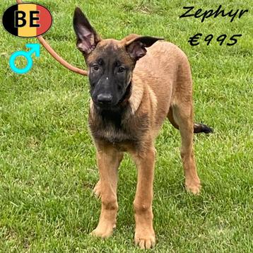 Zephyr Mechelse Herder pup (Belgisch) beschikbaar voor biedingen