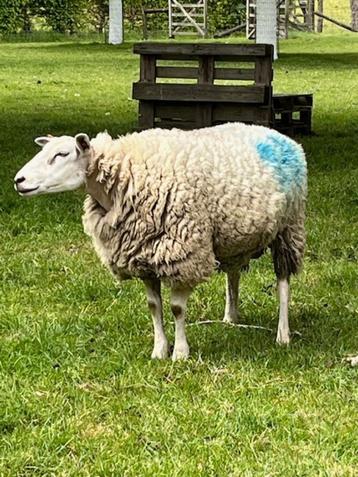 Schaap te koop, Femelle, Mouton, 3 à 5 ans