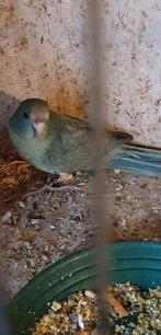 1 Blauwmistygezoomd kakariki 25 man, Mannelijk, Parkiet, Geringd