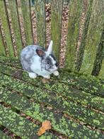 Dwergkonijn Ram, Dieren en Toebehoren, Konijnen, Mannelijk, Dwerg, 0 tot 2 jaar