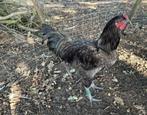 Brugse vechter haan, Dieren en Toebehoren, Pluimvee, Mannelijk, Kip