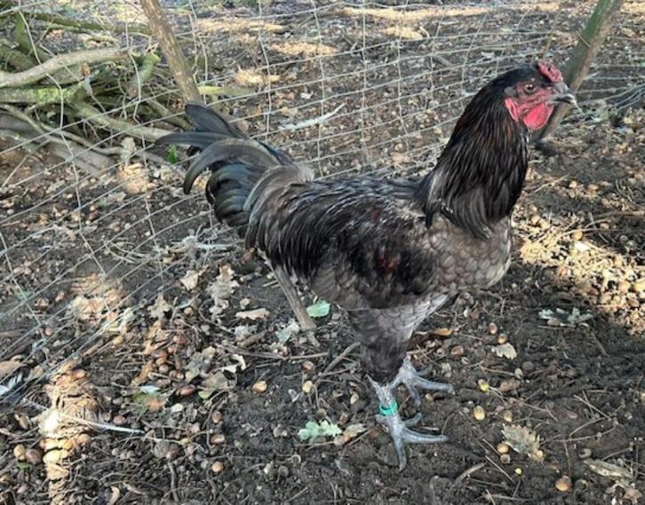 Brugse vechter haan, Dieren en Toebehoren, Pluimvee, Kip, Mannelijk