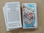 Incredible Creatures complete set 40 chromos 1986 Walton, Ophalen of Verzenden, 1980 tot heden, Dier