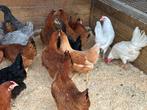 Legkippen verschillende kleuren, Dieren en Toebehoren, Pluimvee