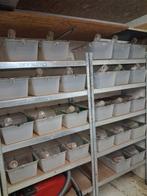 labo baken, Dieren en Toebehoren, Januari