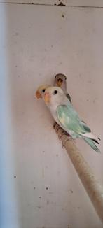 Dwergpapegaai Agapornis, Meerdere dieren, Parkiet, Geringd