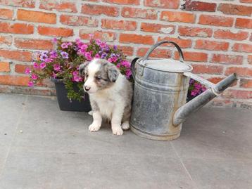 Border collie pupjes zoeken een warme thuis 