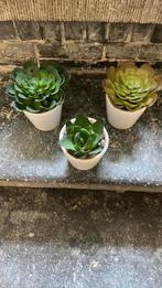 Plantes artificielles, Enlèvement, Comme neuf