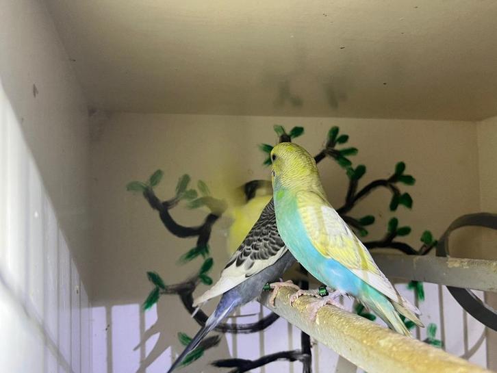 Grasparkiet, Animaux & Accessoires, Oiseaux | Perruches & Perroquets, Perruche, Sexe inconnu, Bagué