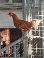 Friese hoender hanen., Dieren en Toebehoren, Mannelijk, Kip