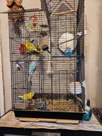 Kooi met vogels, Meerdere dieren, Parkiet