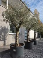 Olijfboom Olea Europaea, Tuin en Terras, Ophalen