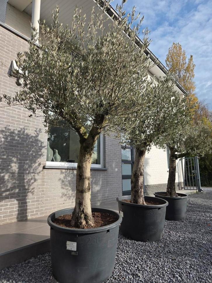 Olijfboom Olea Europaea, Tuin en Terras, Planten | Bomen, Ophalen