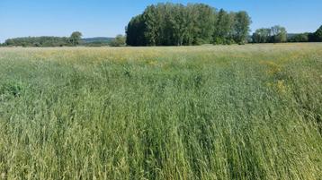 Gras/hooi op stam gezocht beschikbaar voor biedingen
