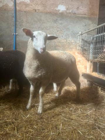 Swifter rammen te koop, Mâle, Mouton