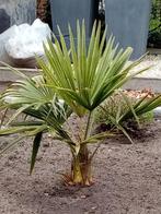 3 WINTERHARDE PALMBOMEN, Ophalen, Palmboom, Minder dan 100 cm