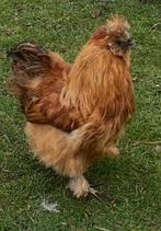 1 jarige hannen te koop €10 stuk, Dieren en Toebehoren, Pluimvee