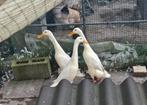 3 indische loopeenden (woerden), Dieren en Toebehoren