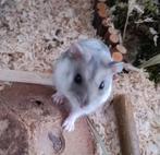 Knaagdieren oppas Nederland, Dieren en Toebehoren, Hamster, Februari, Meerdere dieren, Tam