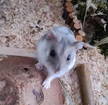 Knaagdieren oppas Nederland beschikbaar voor biedingen