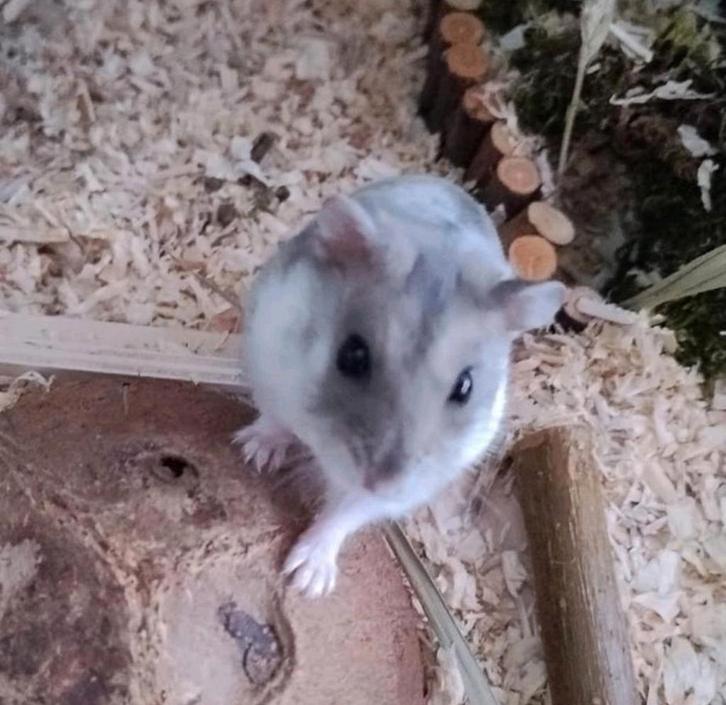 Knaagdieren oppas Nederland, Dieren en Toebehoren, Knaagdieren, Meerdere dieren, Hamster, Februari, Tam