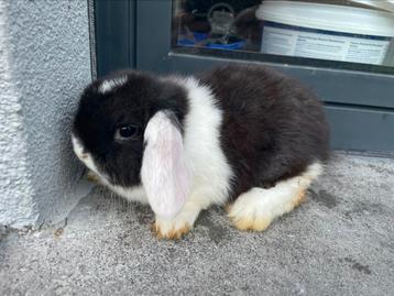 Minilop konijntje (Handtam), Dieren en Toebehoren, Konijnen