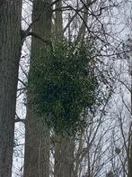 Maretak, Jardin & Terrasse, Plantes | Arbres, Enlèvement