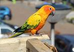 Gezocht grote parkieten, Dieren en Toebehoren, Meerdere dieren, Parkiet, Geringd