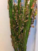 Euphorbia trigona, Huis en Inrichting, Kamerplanten, Cactus, 100 tot 150 cm, In pot, Volle zon