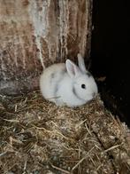 Dwergkonijntjes, Dieren en Toebehoren, Konijnen, Meerdere dieren, Dwerg, 0 tot 2 jaar