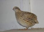 Japanse kwartel hennen en hanen, Dieren en Toebehoren, Vogels | Overige Vogels