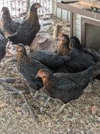 Zwarte legkippen, Dieren en Toebehoren