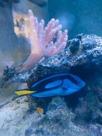 Zeeaquarium vissen Doktersvis, kogelvis,keizersvis te koop, Dieren en Toebehoren, Vissen | Aquariumvissen, Vis, Zoutwatervis, Schoolvis