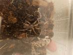Brachypelma klaasi spiderling, Dieren en Toebehoren, Spin of Schorpioen