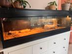 Groot terrarium met licht en warmtelamp, Dieren en Toebehoren, Ophalen, Zo goed als nieuw, Verlichting