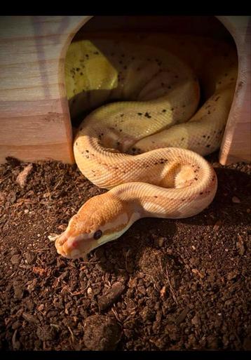 Koningspython te koop beschikbaar voor biedingen